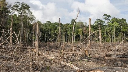 Illustration Le dépérissement des arbres