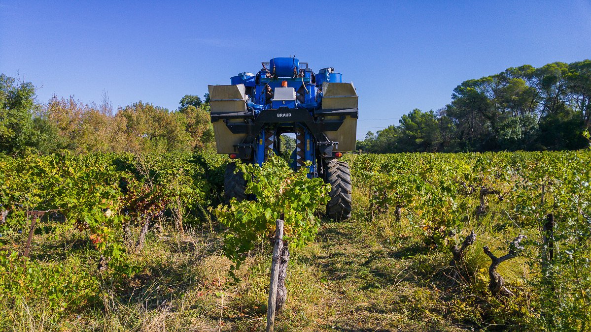 Illustration - des vignes bien trop arrosées