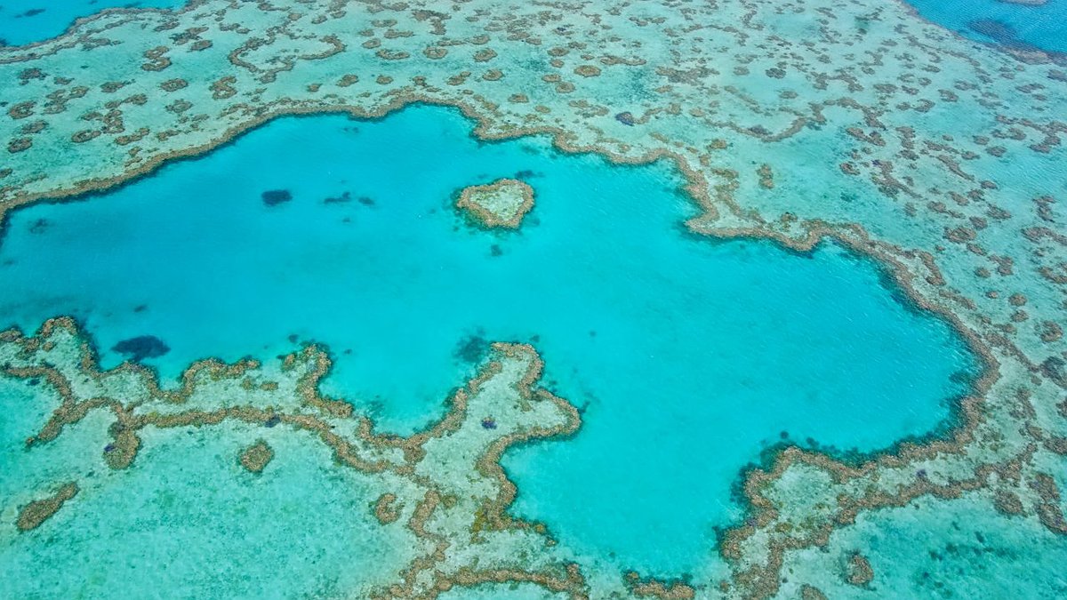Illustration - Barrière de corail en danger