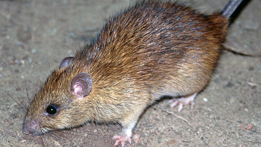 Illustration - Non à l’intimidation !