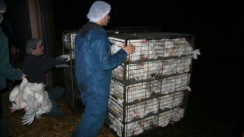 Illustration Des esclavagistes condamnés